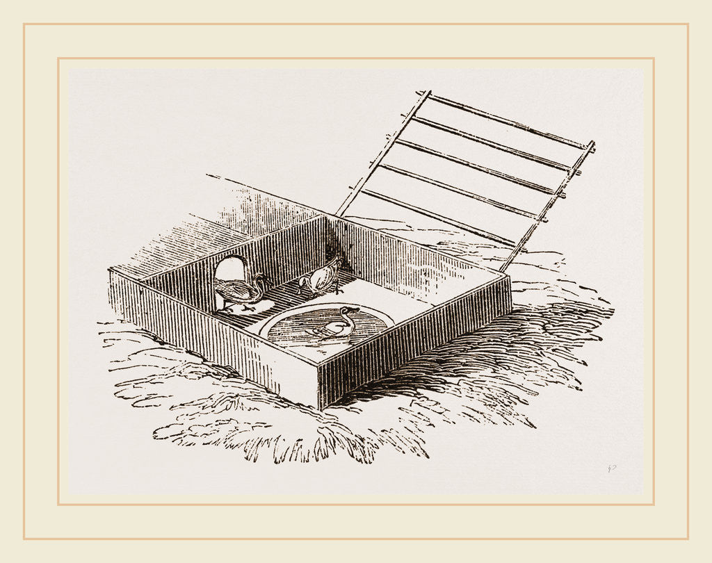 Detail of Artificial Mother for Water-fowl by Anonymous