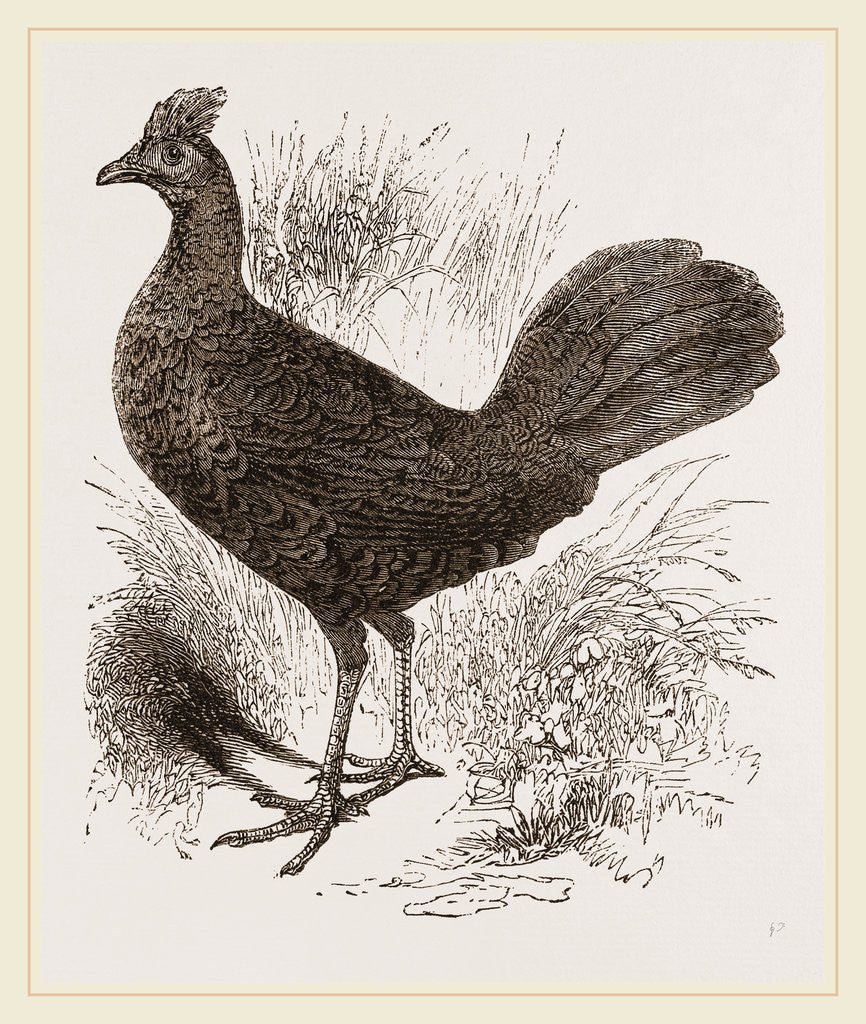 Detail of Fire-backed Jungle Fowl Female by Anonymous