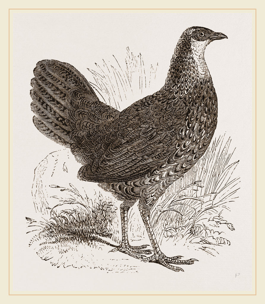 Detail of Sonnerat's Jungle-Fowl Female by Anonymous