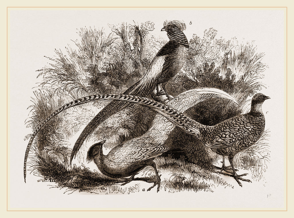 Detail of Group of Chinese Pheasants by Anonymous