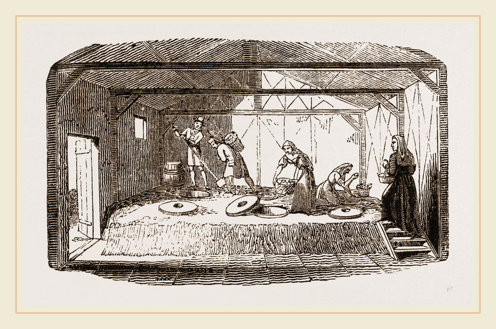 Detail of Hatching Eggs in Dung by Anonymous