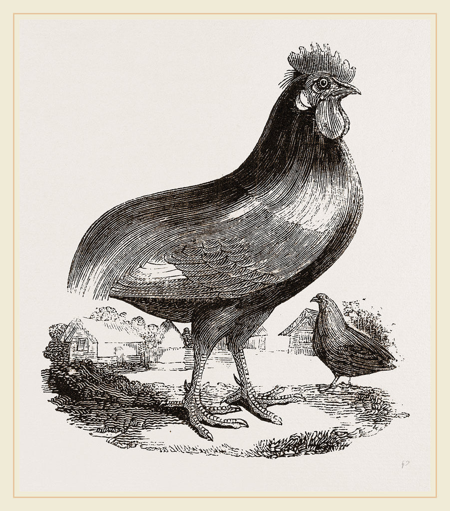 Detail of Persian Cock by Anonymous