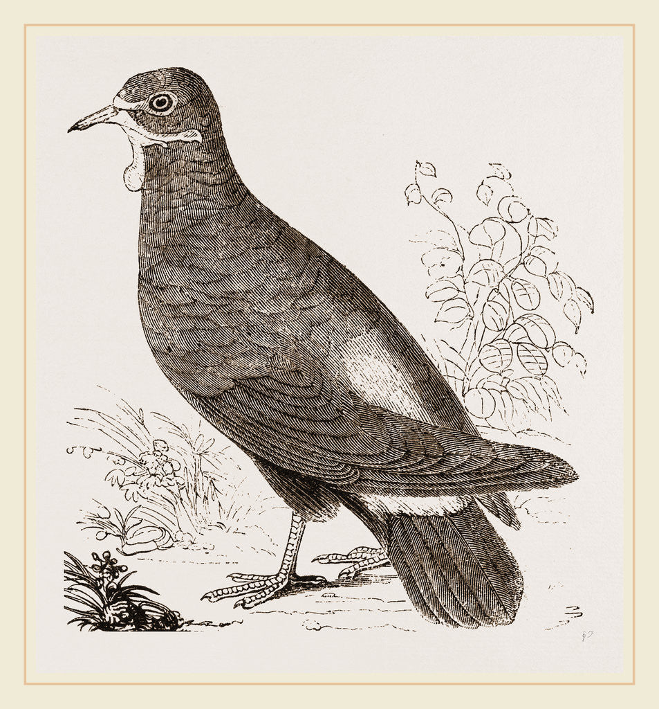 Detail of Wattled Ground Pigeon by Anonymous