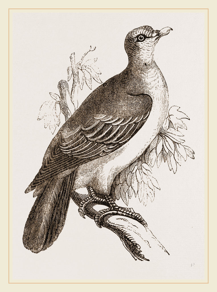 Detail of Aromatic Vinago by Anonymous