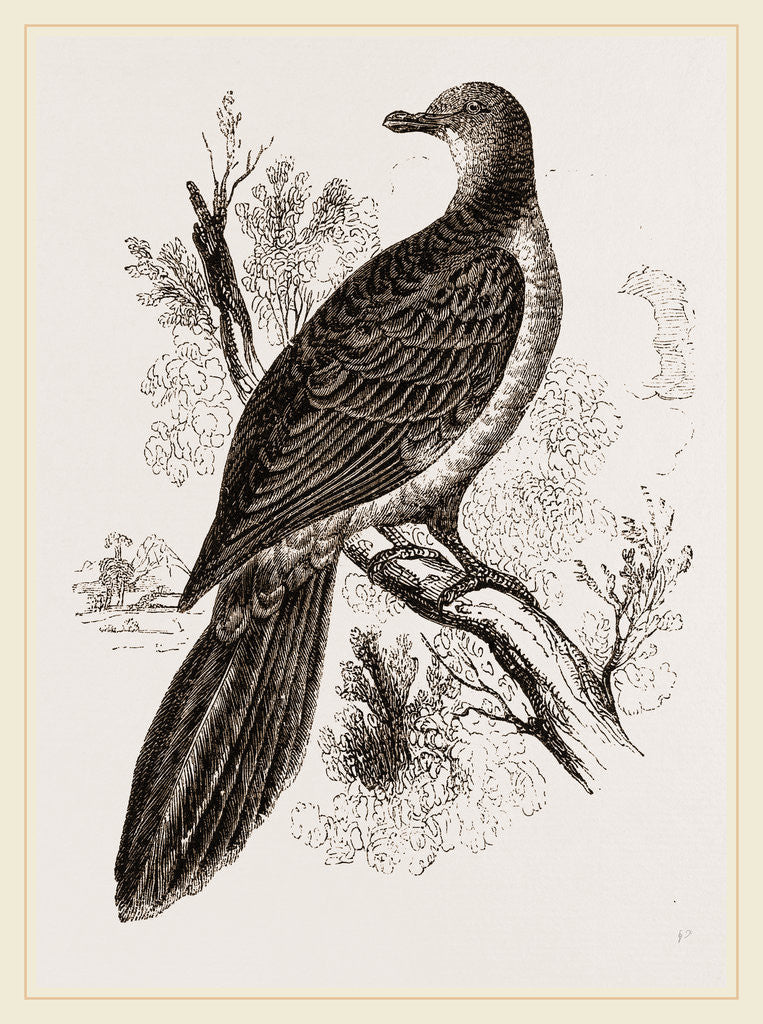 Detail of Phasianella by Anonymous