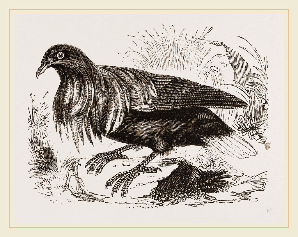 Detail of Nicoliar Pigeon by Anonymous