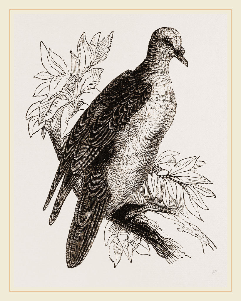 Detail of Oceanie Fruit-Pigeon by Anonymous