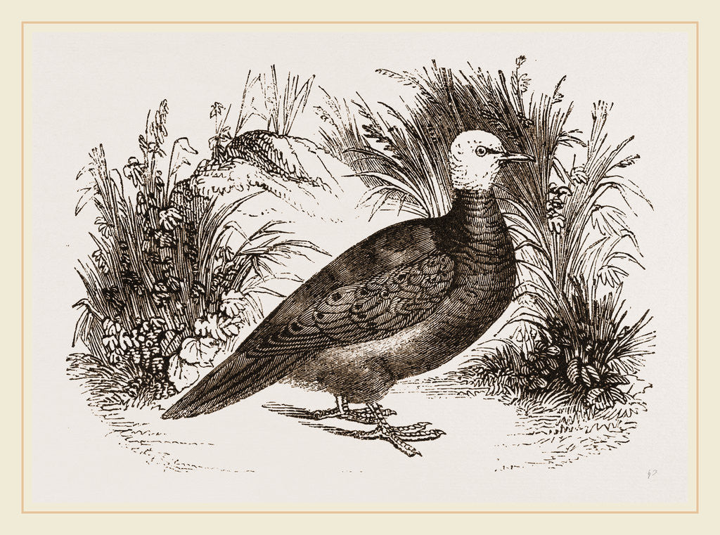 Detail of Talpicoti by Anonymous