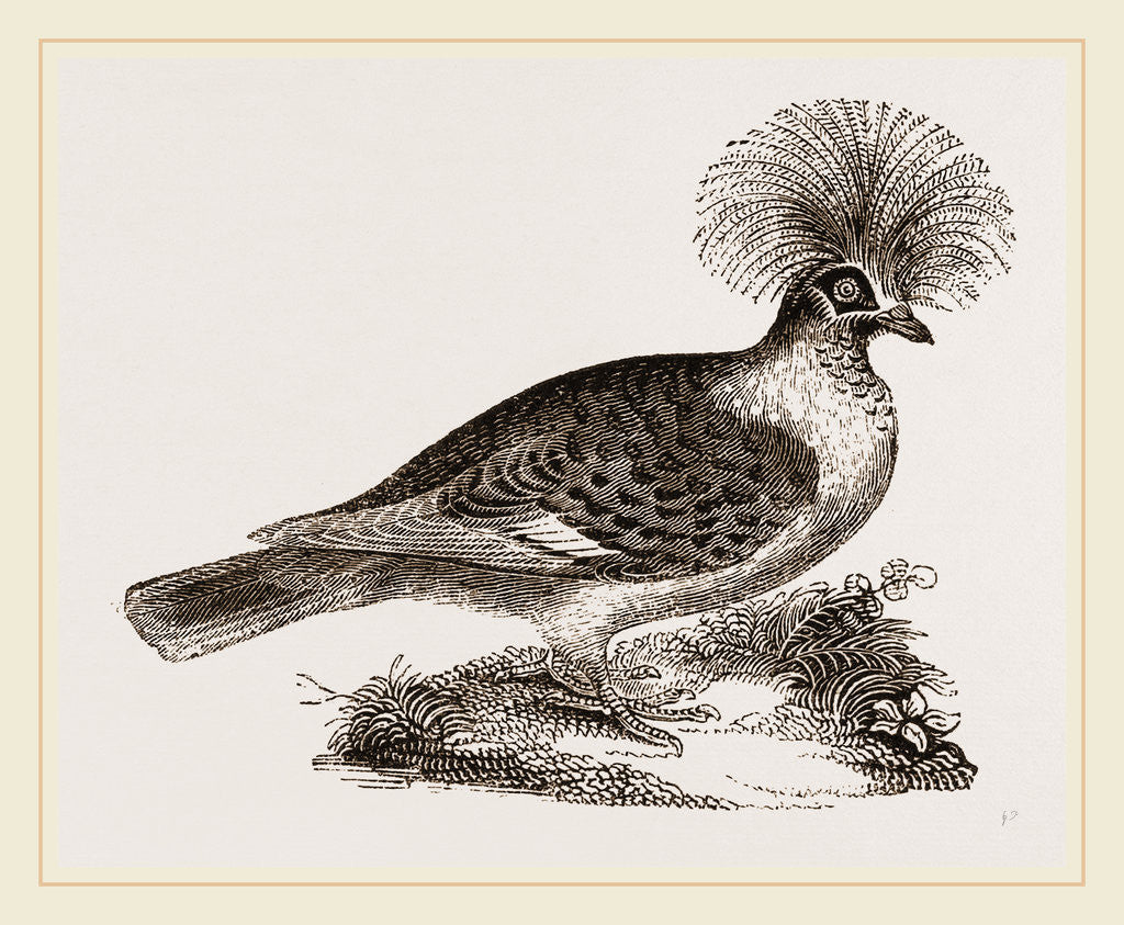 Detail of Crowned Pigeon by Anonymous