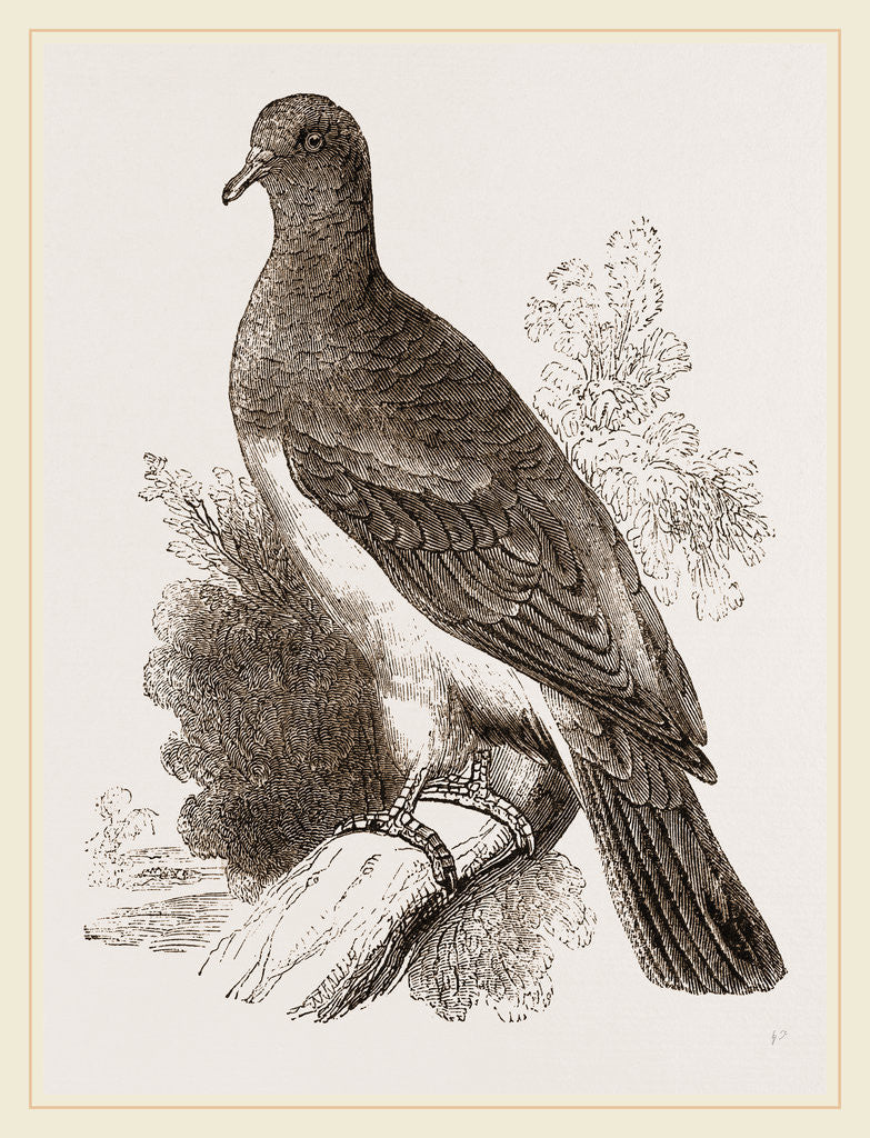 Detail of Chestnut-shouldered Pigeon by Anonymous