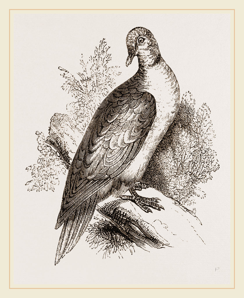 Detail of Collared Turtle by Anonymous