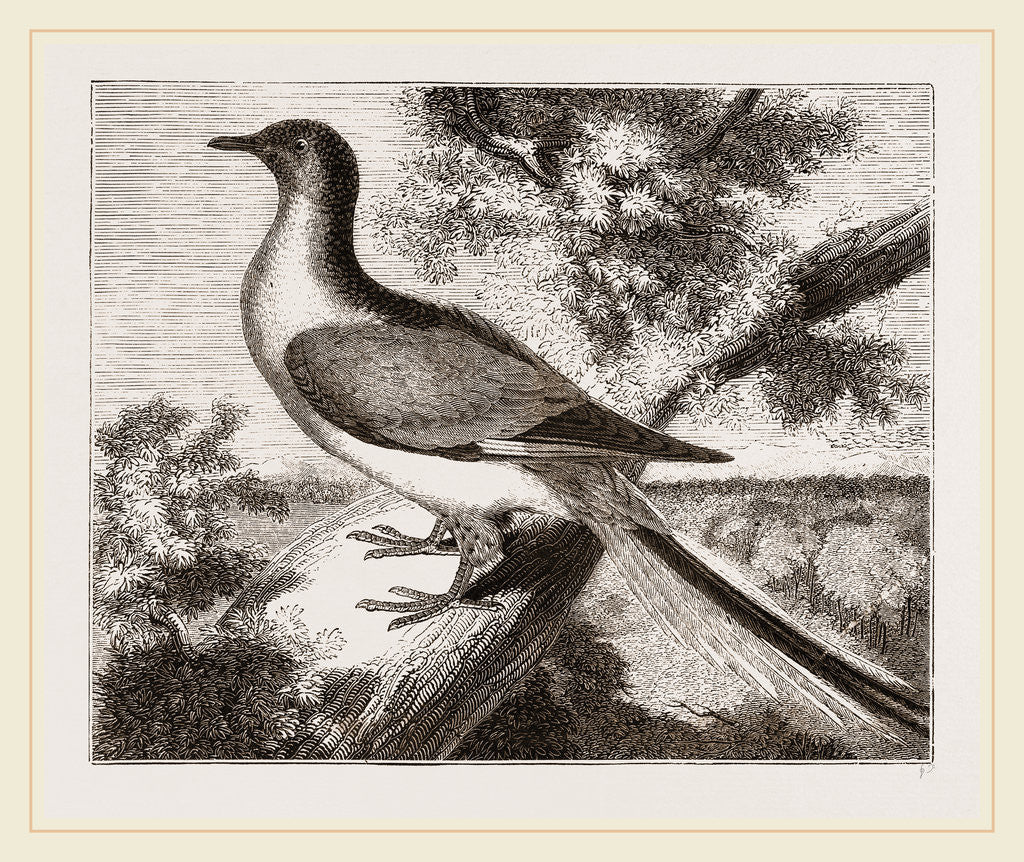 Detail of Passenger-Pigeon by Anonymous