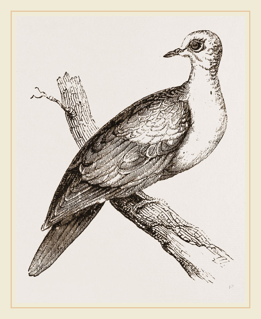 Detail of Collared Turtle by Anonymous