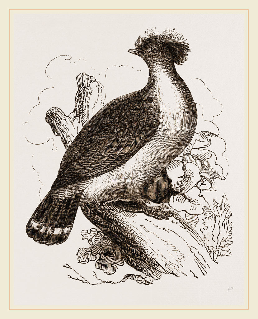 Detail of double-crested Pigeon by Anonymous