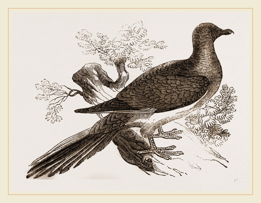 Detail of Passenger Pigeon by Anonymous