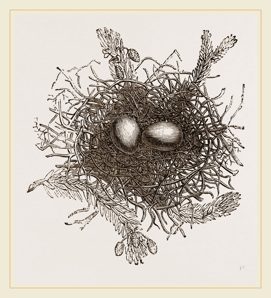 Detail of Nest of Turtle Dove by Anonymous