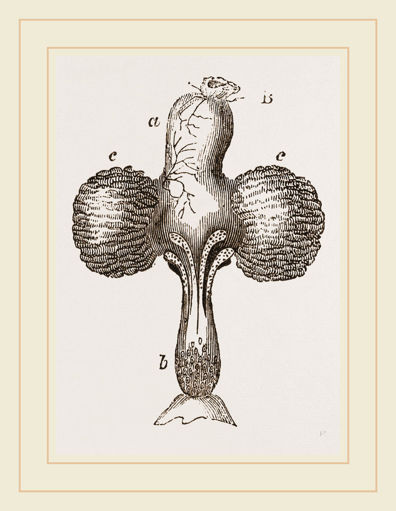 Detail of Crop of Pigeon by Anonymous