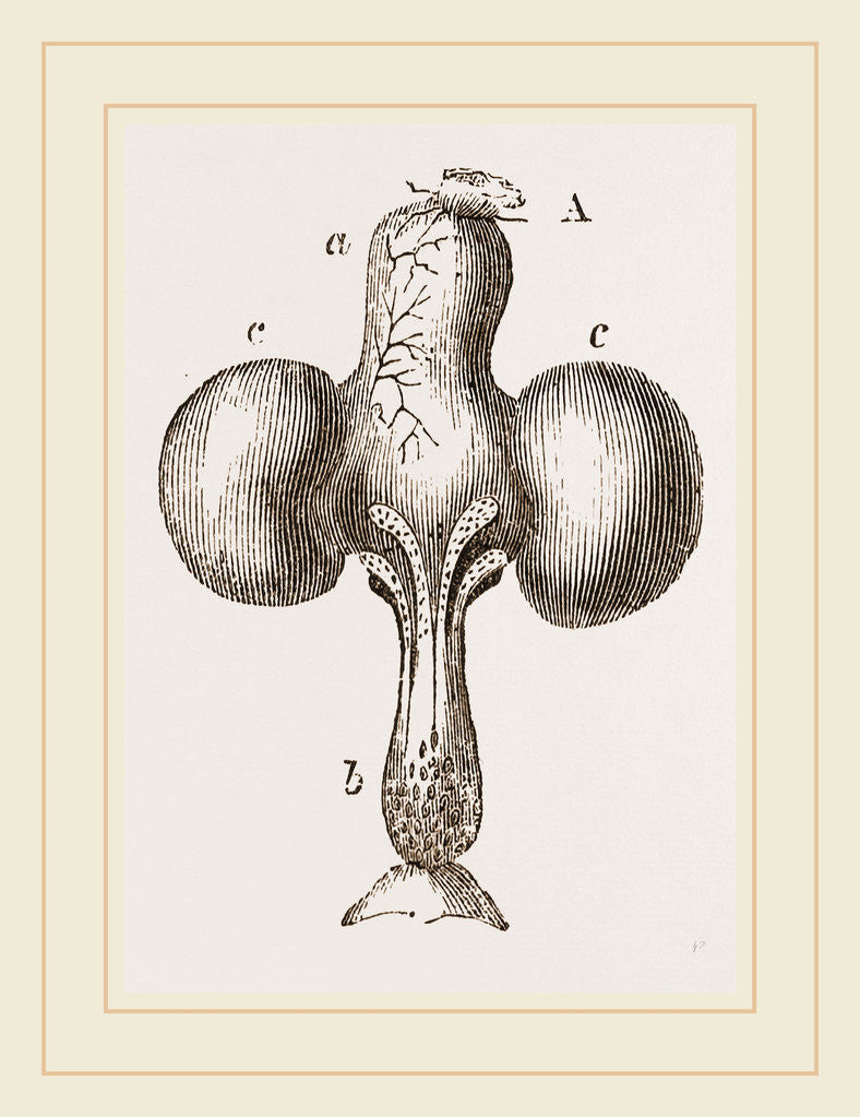 Detail of Crop of Pigeon by Anonymous