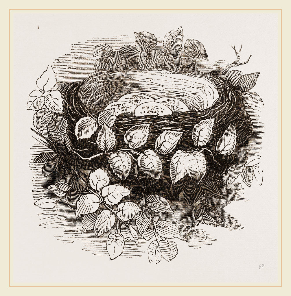 Detail of Nest of Wood-Swallow by Anonymous