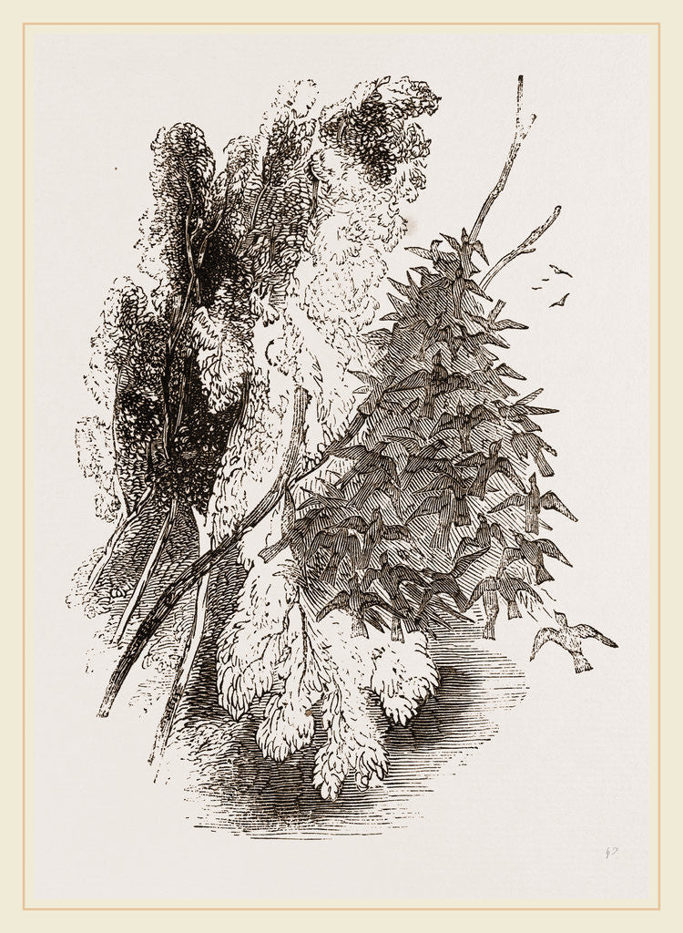 Detail of Swarm of Wood-Swallows by Anonymous