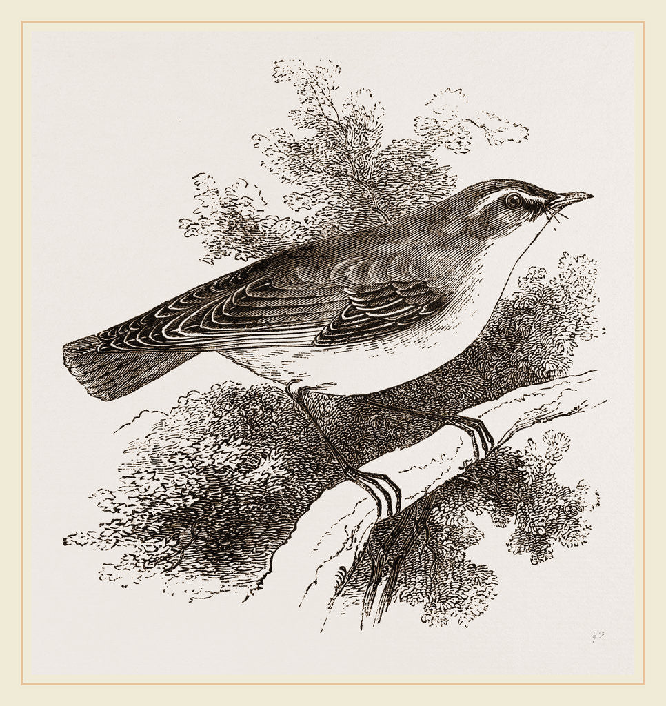 Detail of Wood-Wren by Anonymous