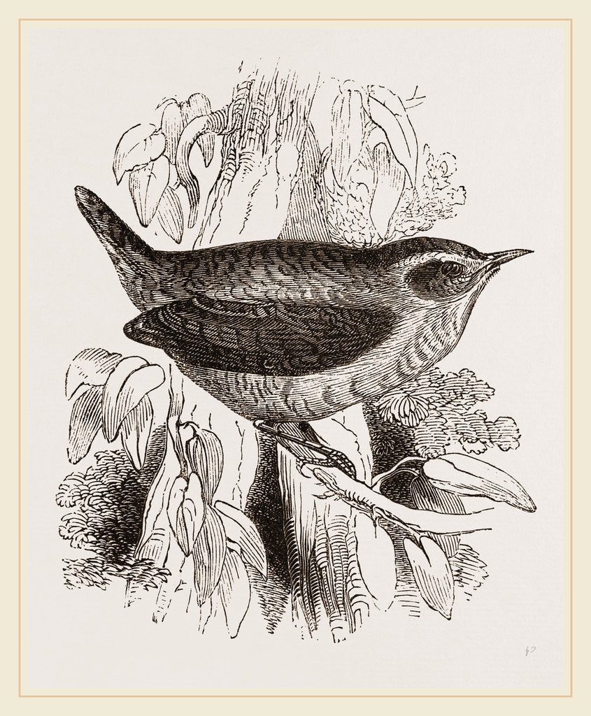 Detail of Common Wren by Anonymous