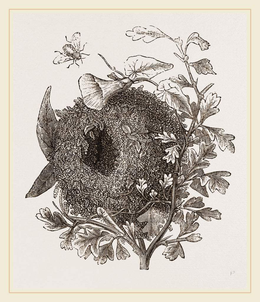Nest of Wren by Anonymous
