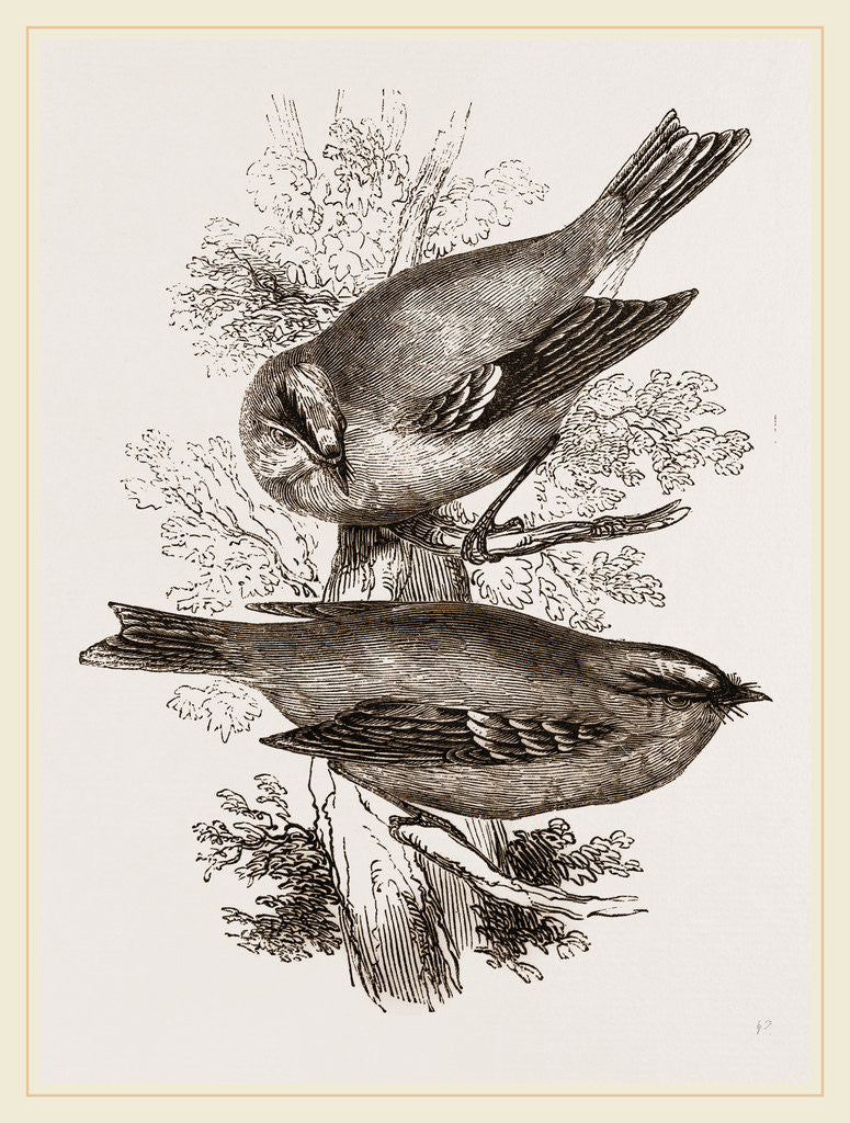 Detail of Gold-Crests by Anonymous