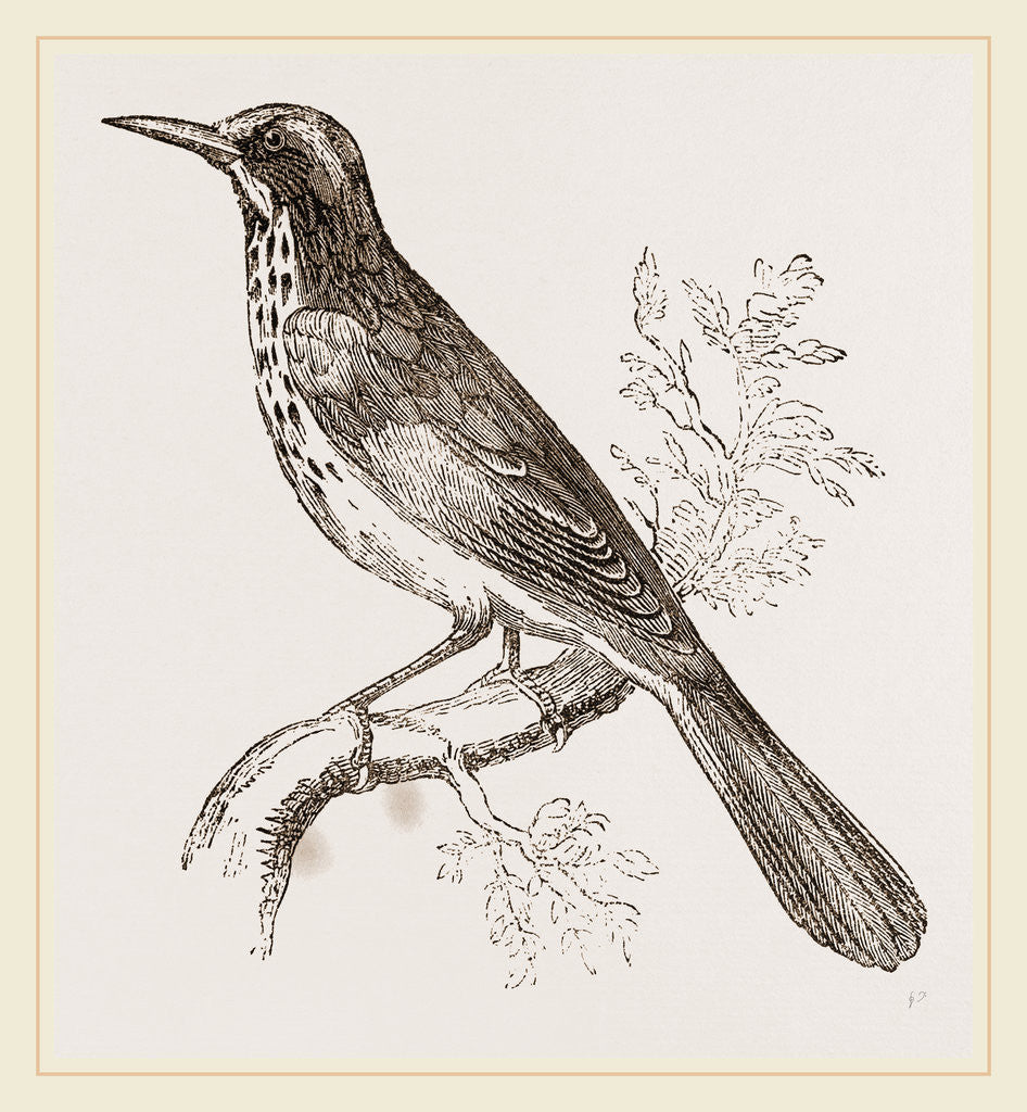 Detail of New Holland Honeysucker by Anonymous