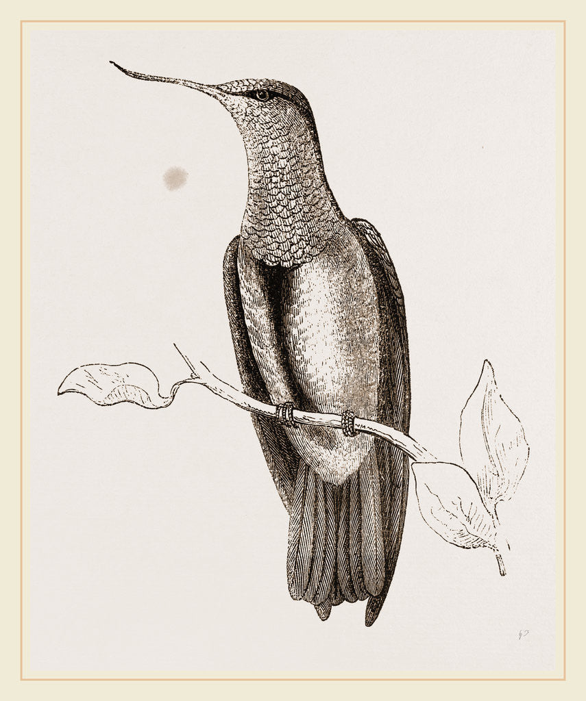 Detail of Recurved-bill Humming-bird by Anonymous