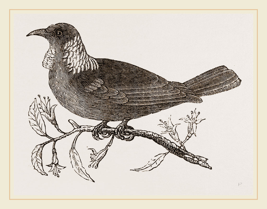 Detail of Poe Bird by Anonymous