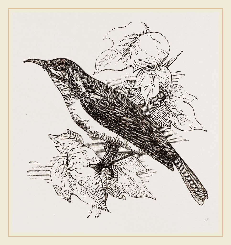 Detail of Javanese Sun-bird by Anonymous