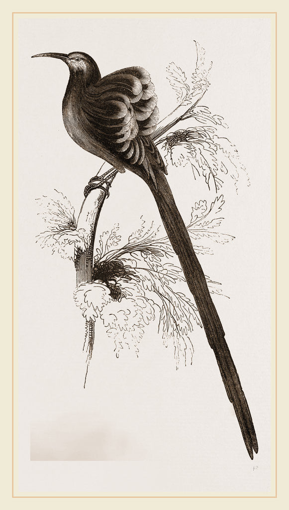 Detail of Superb Epimachus by Anonymous