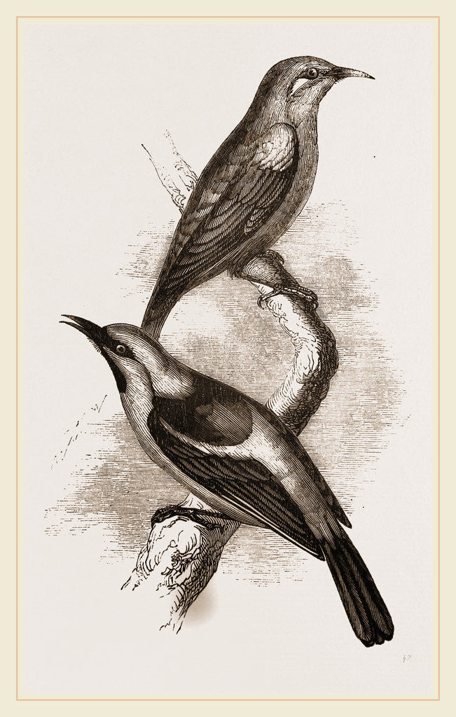 Detail of Blue-headed Honeysuckers by Anonymous