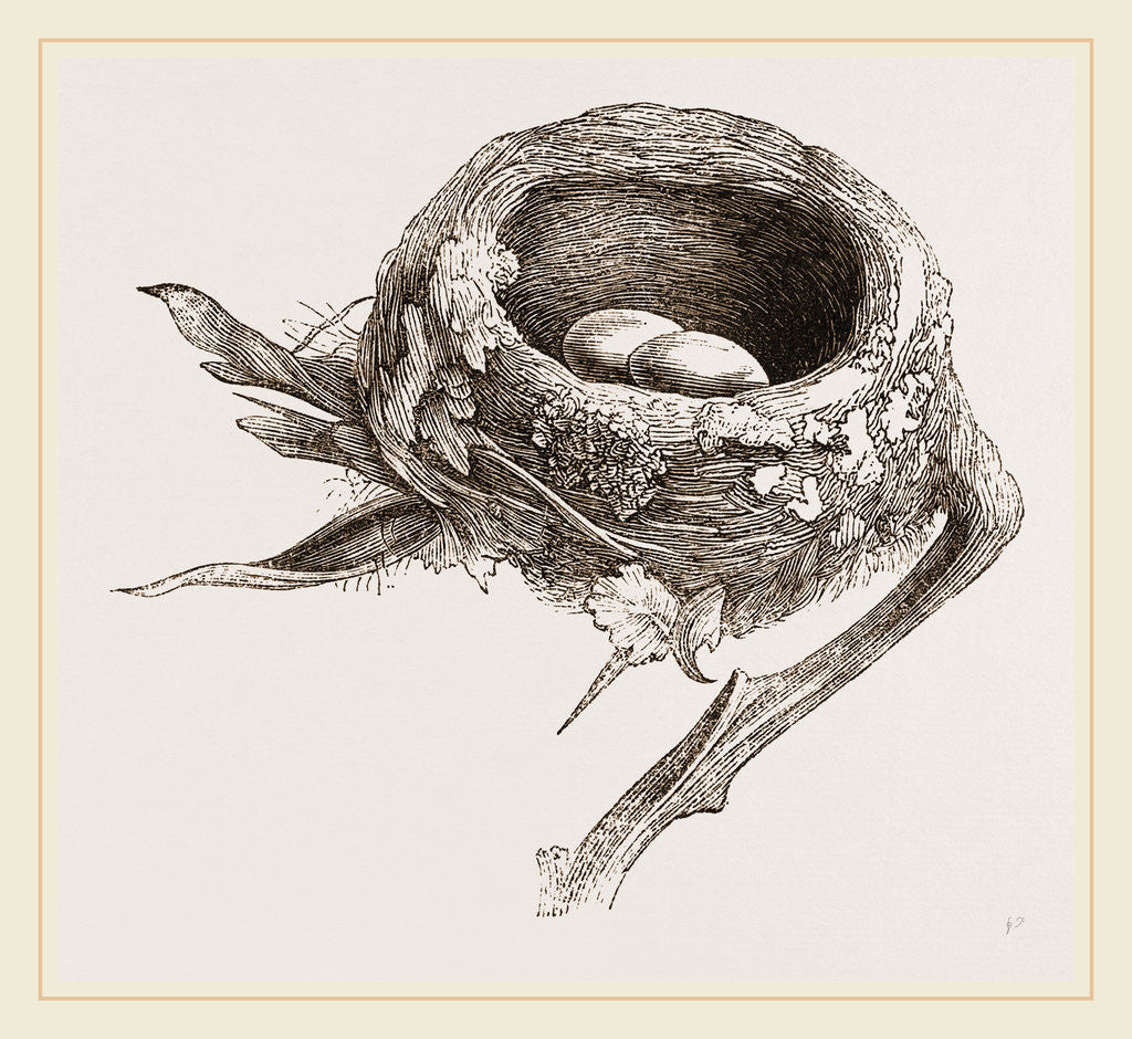 Detail of E5 Nest of Humming bird by Anonymous