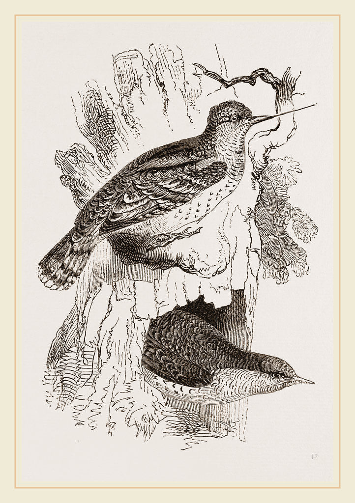 Detail of Wrynecks by Anonymous