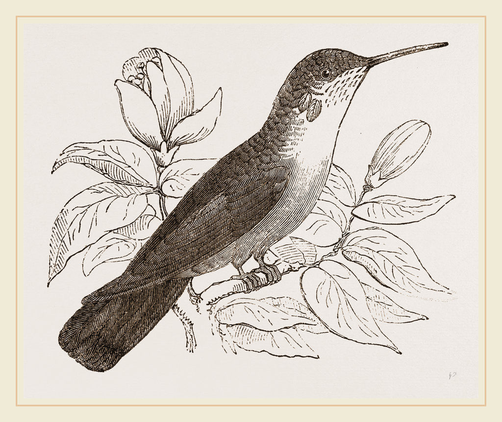 Detail of Humming-Bird by Anonymous