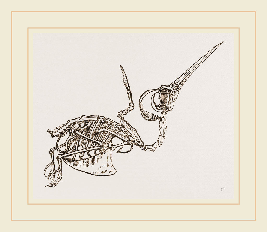 Detail of Skeleton of Humming-bird by Anonymous