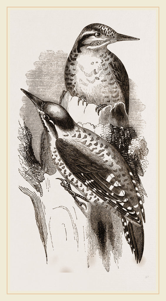 Detail of Three-toed Woodpeckers by Anonymous