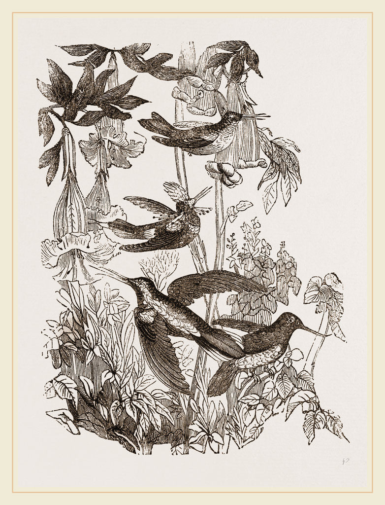 Detail of Group of Humming-birds by Anonymous