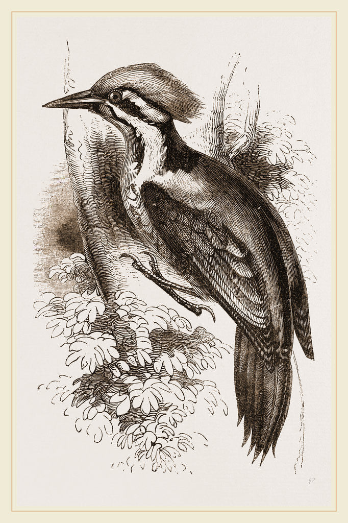 Detail of Shore's Woodpecker by Anonymous