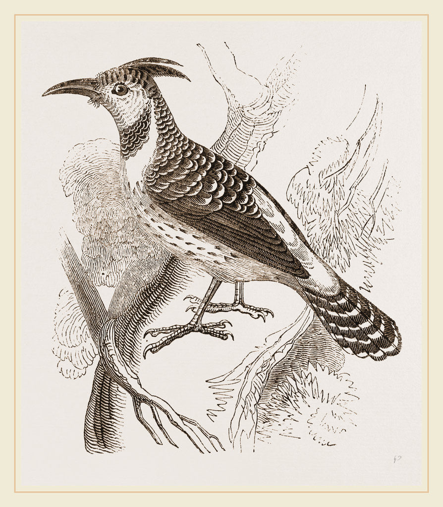 Detail of Caffre Woodpecker by Anonymous