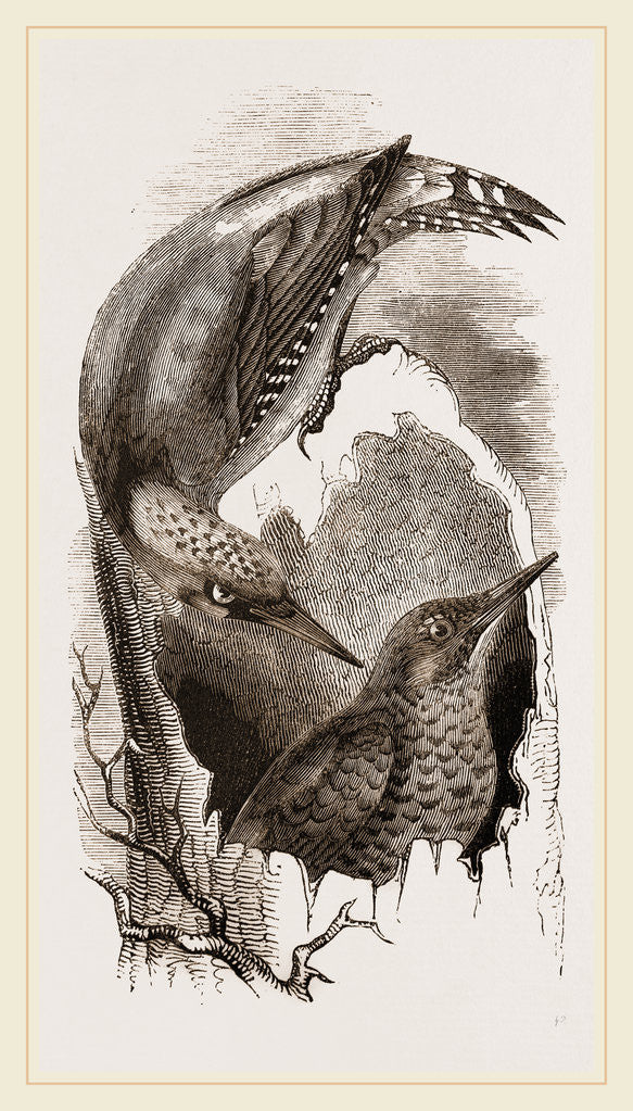 Detail of Green Woodpeckers by Anonymous