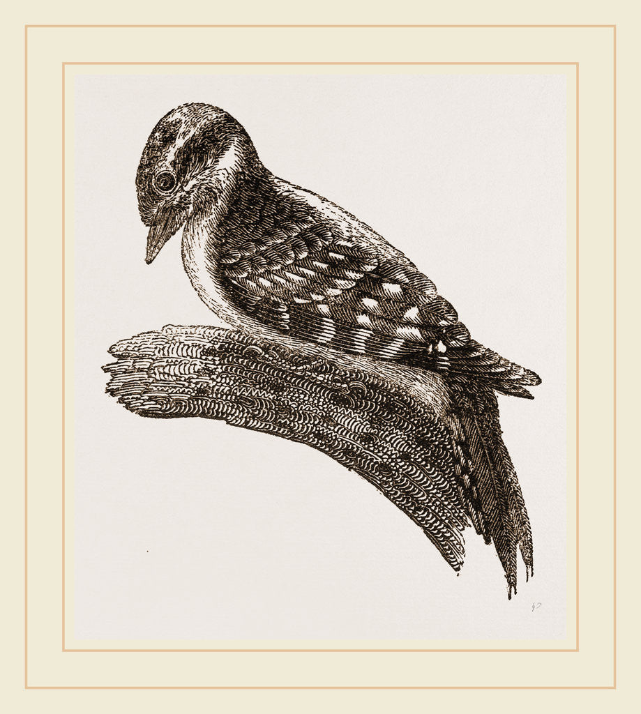 Detail of Downy Woodpecker by Anonymous