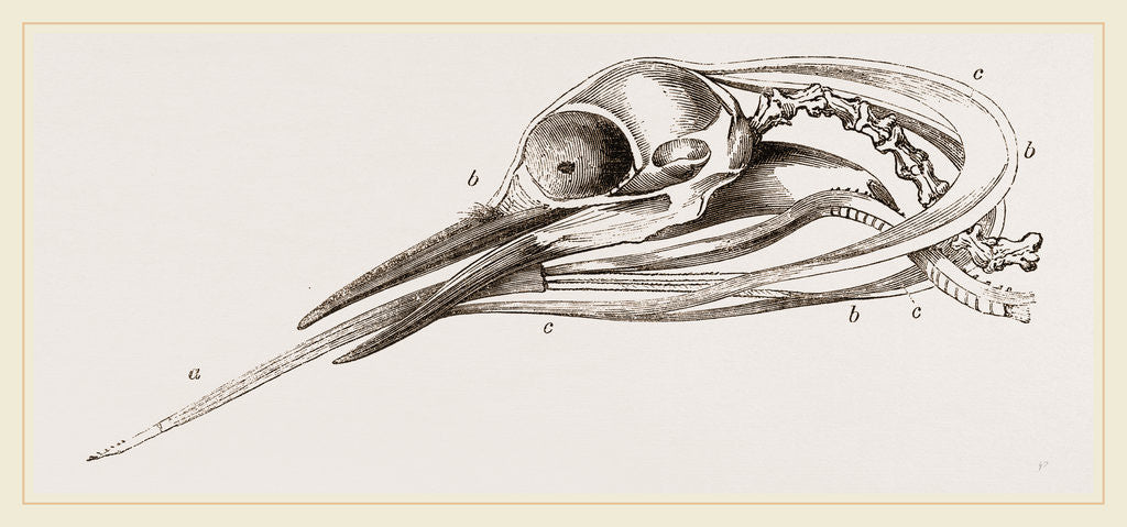 Detail of Head of Woodpecker dissected by Anonymous