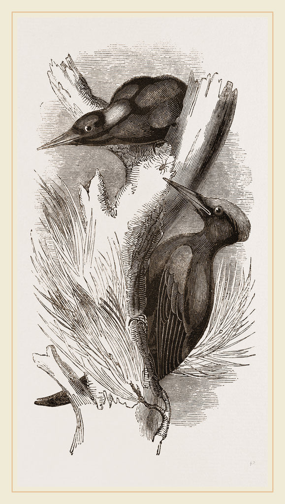 Detail of Great Black Woodpecker by Anonymous