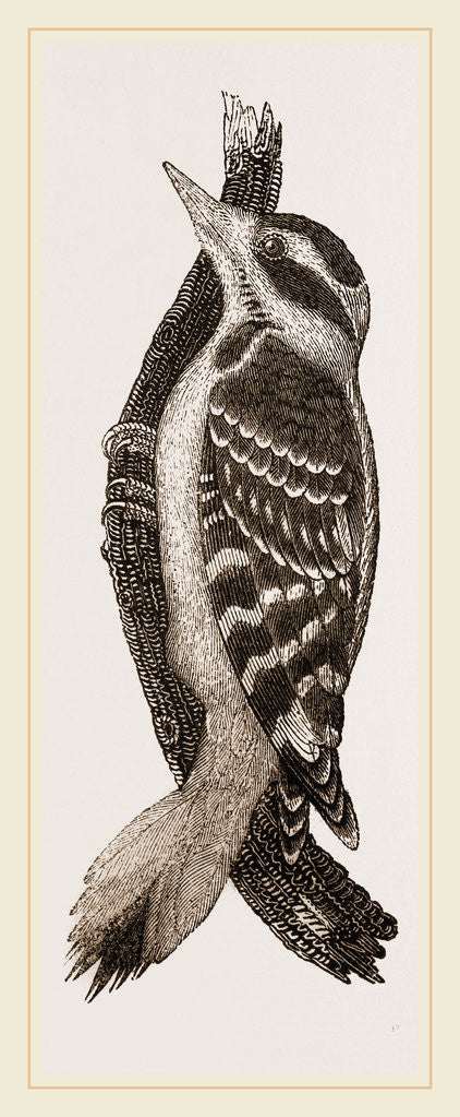 Detail of Hairy Woodpecker by Anonymous