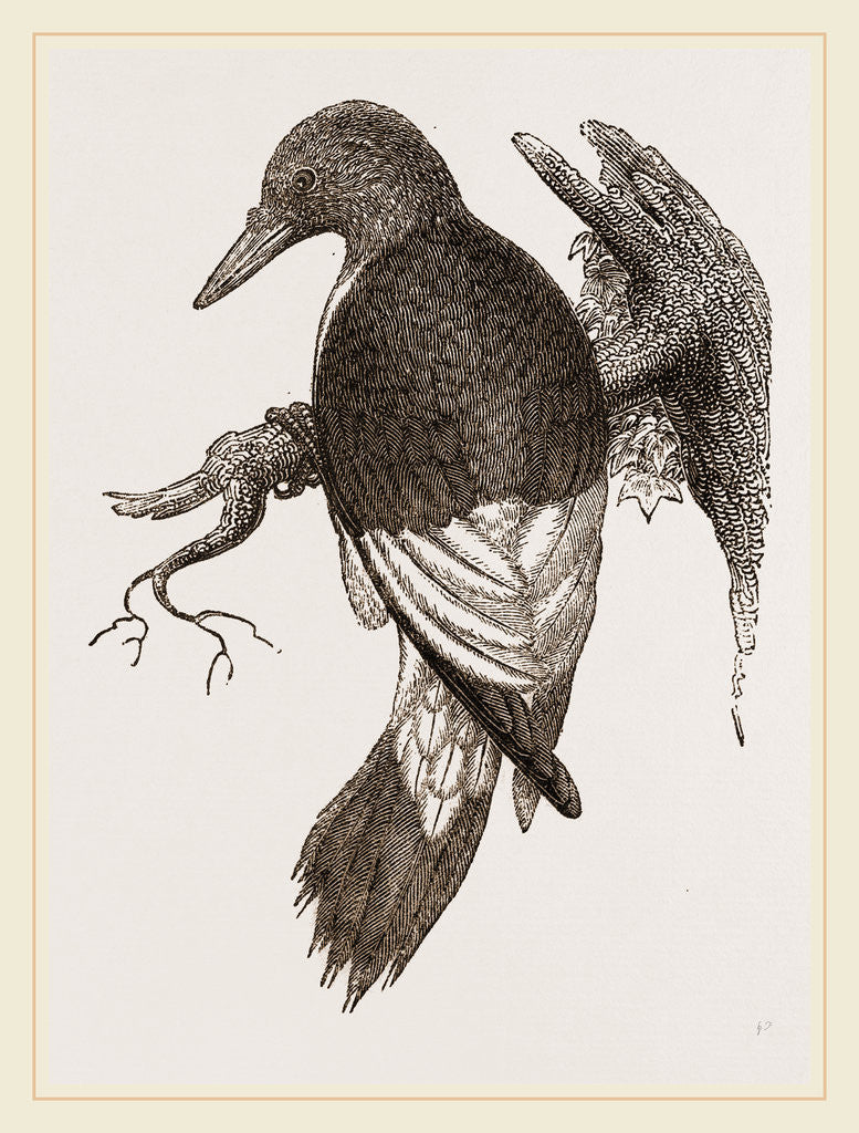 Detail of Red head Woodpecker by Anonymous