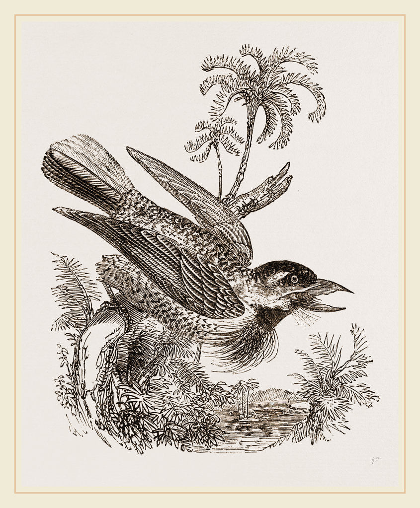 Detail of Bristly Barbet by Anonymous