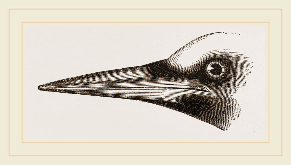 Detail of Beak of Great Black Woodpecker by Anonymous
